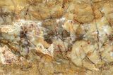 Jurassic Petrified Wood Slab - Henry Mountains, Utah #253123-1